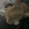catlove1123